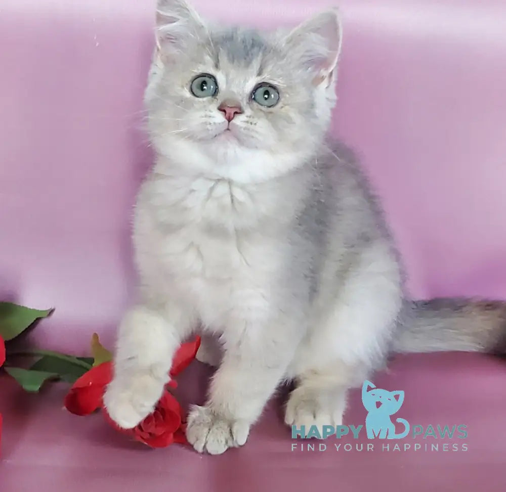 Iva British Shorthair female blue golden ticked tabby live animals