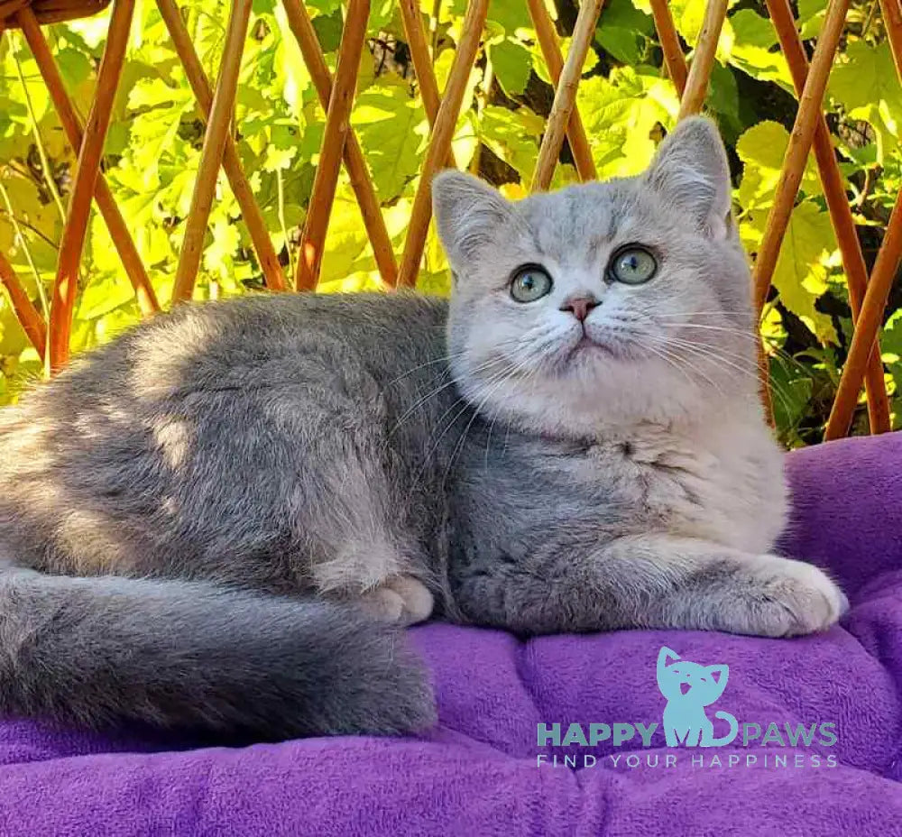 Iva British Shorthair female blue tortie golden shaded live animals