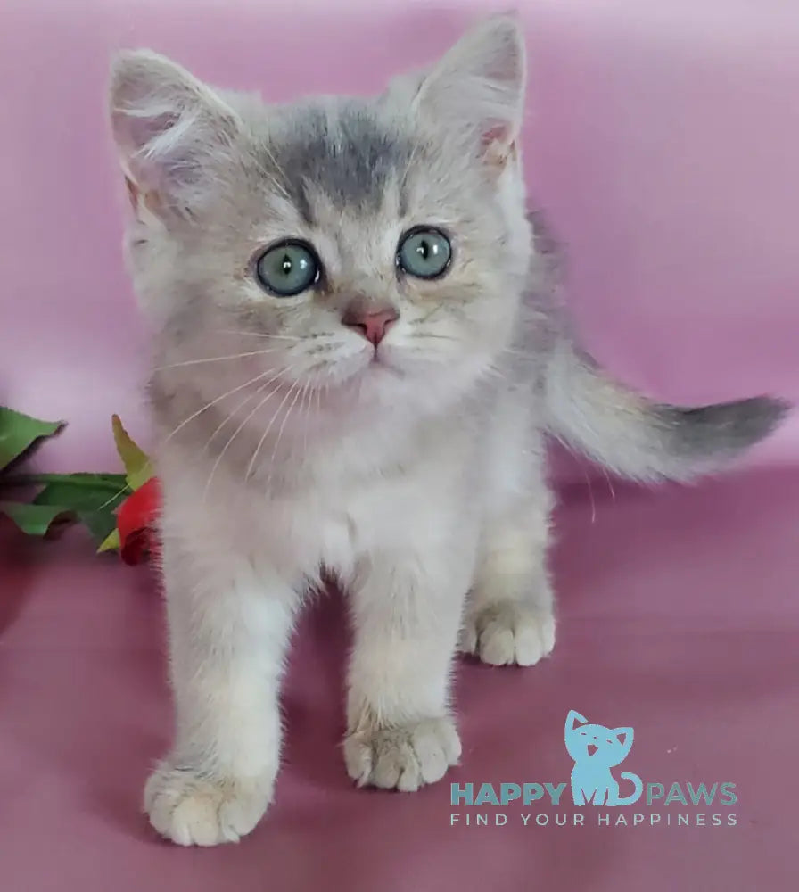 Iva British Shorthair female blue golden ticked tabby live animals