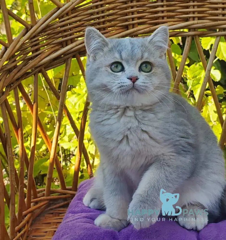 Iva British Shorthair female blue tortie golden shaded live animals
