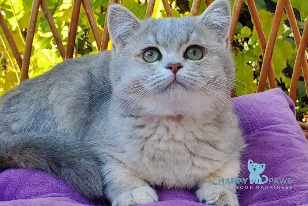 Iva British Shorthair female blue tortie golden shaded live animals