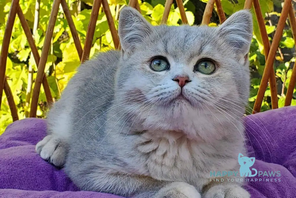 Iva British Shorthair female blue tortie golden shaded live animals