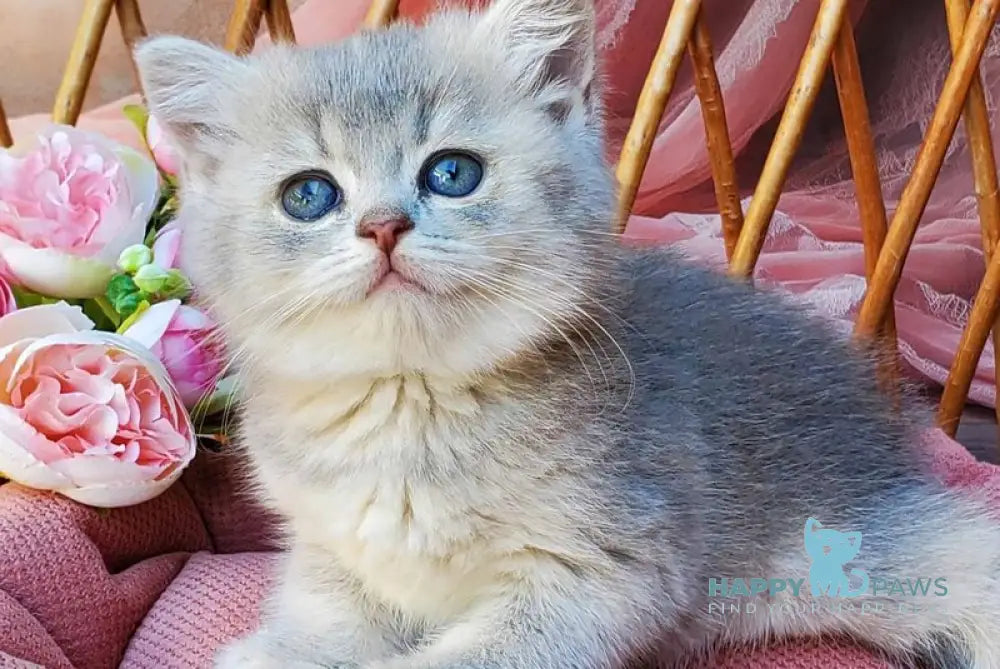 Iva British Shorthair female blue golden ticked tabby live animals
