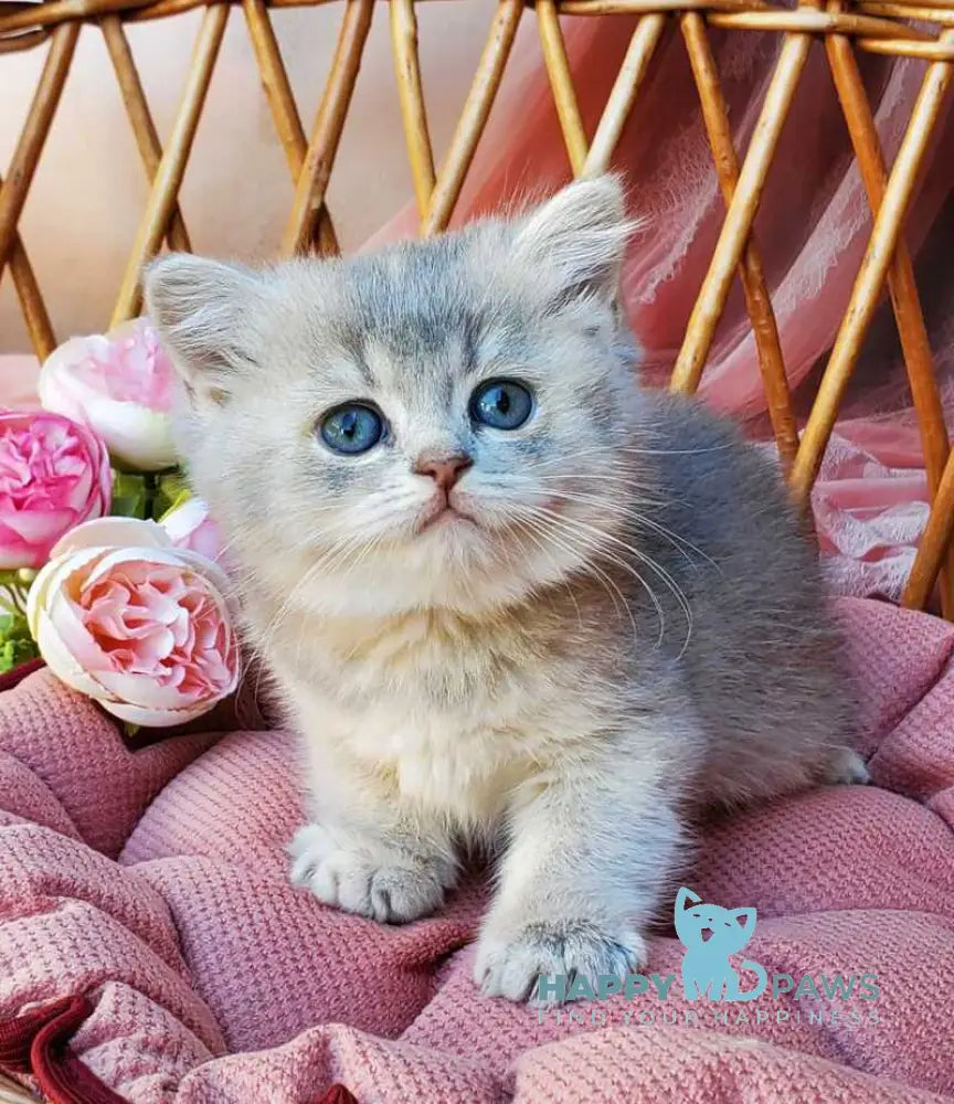 Iva British Shorthair female blue golden ticked tabby live animals