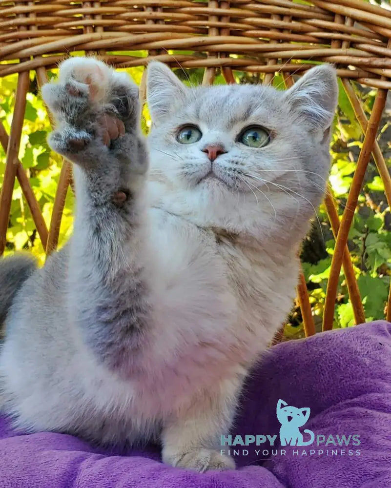 Iva British Shorthair female blue tortie golden shaded live animals