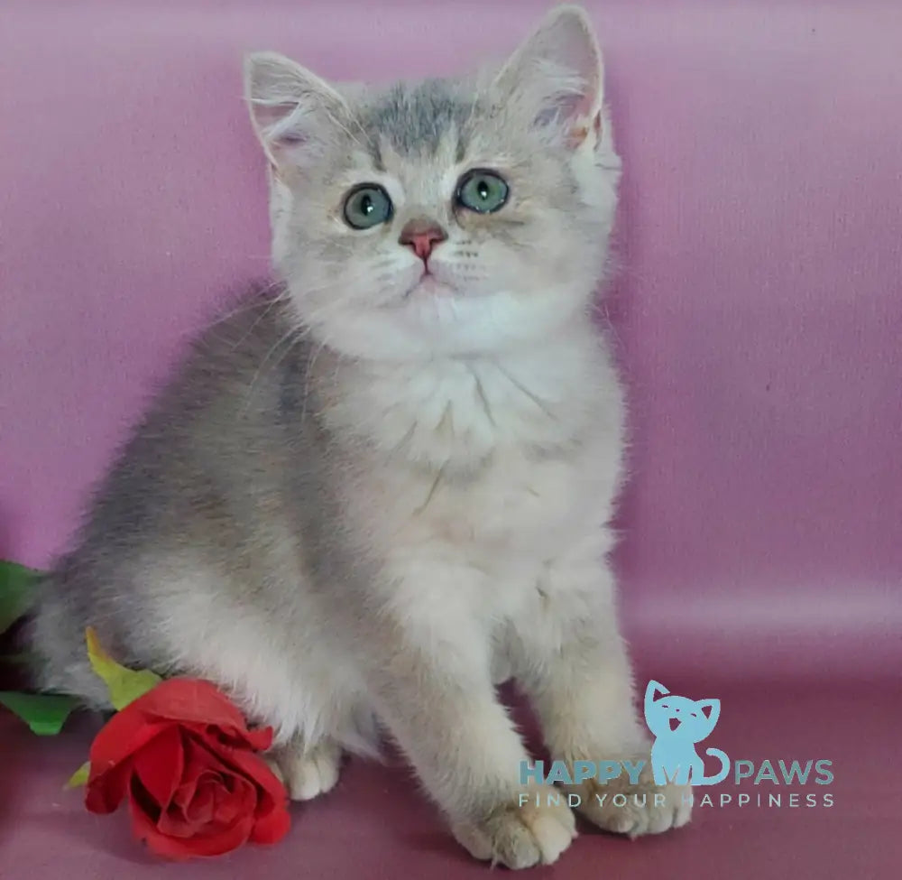 Iva British Shorthair female blue golden ticked tabby live animals