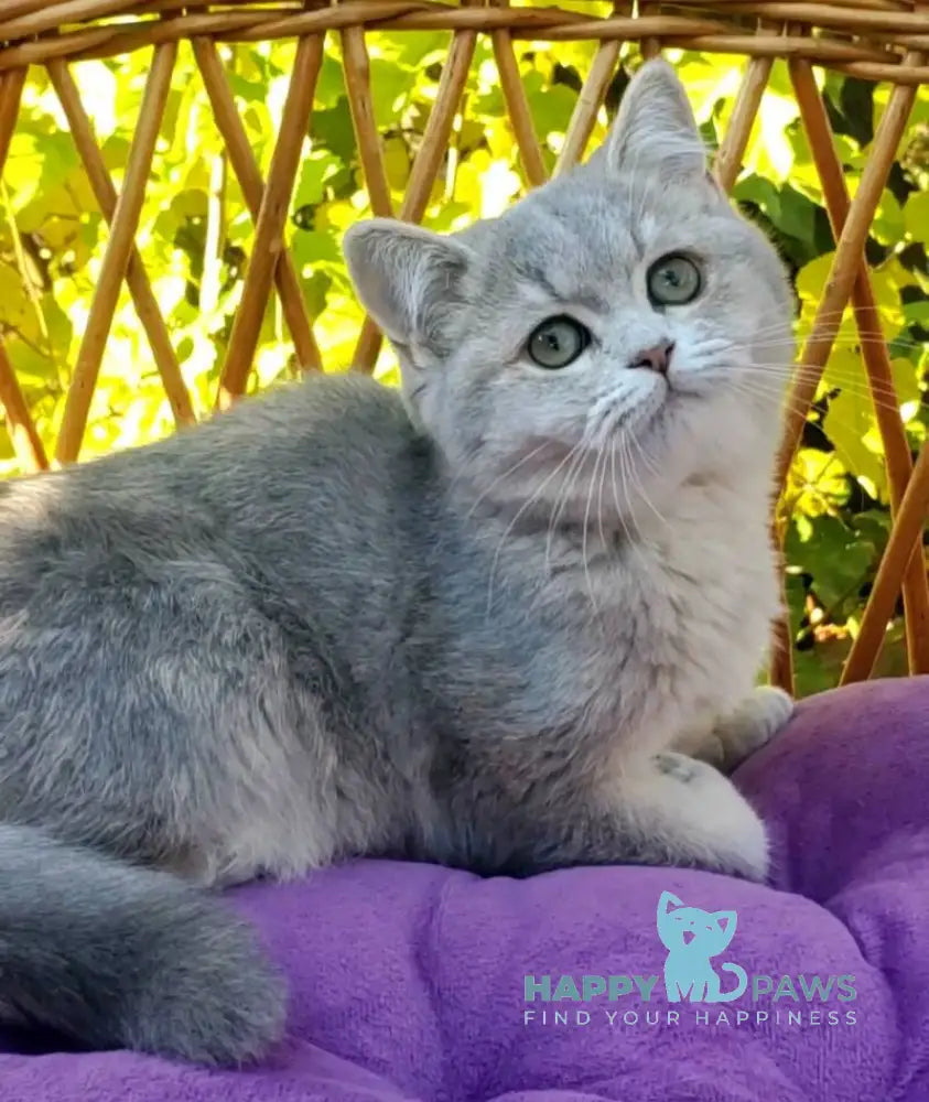 Iva British Shorthair female blue tortie golden shaded live animals