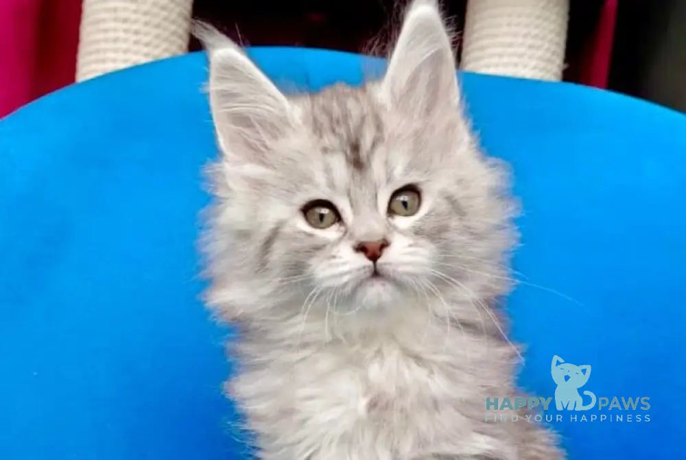 Iva Maine Coon female black silver tabby live animals