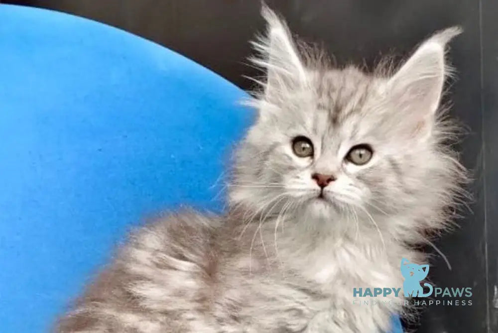 Iva Maine Coon female black silver tabby live animals