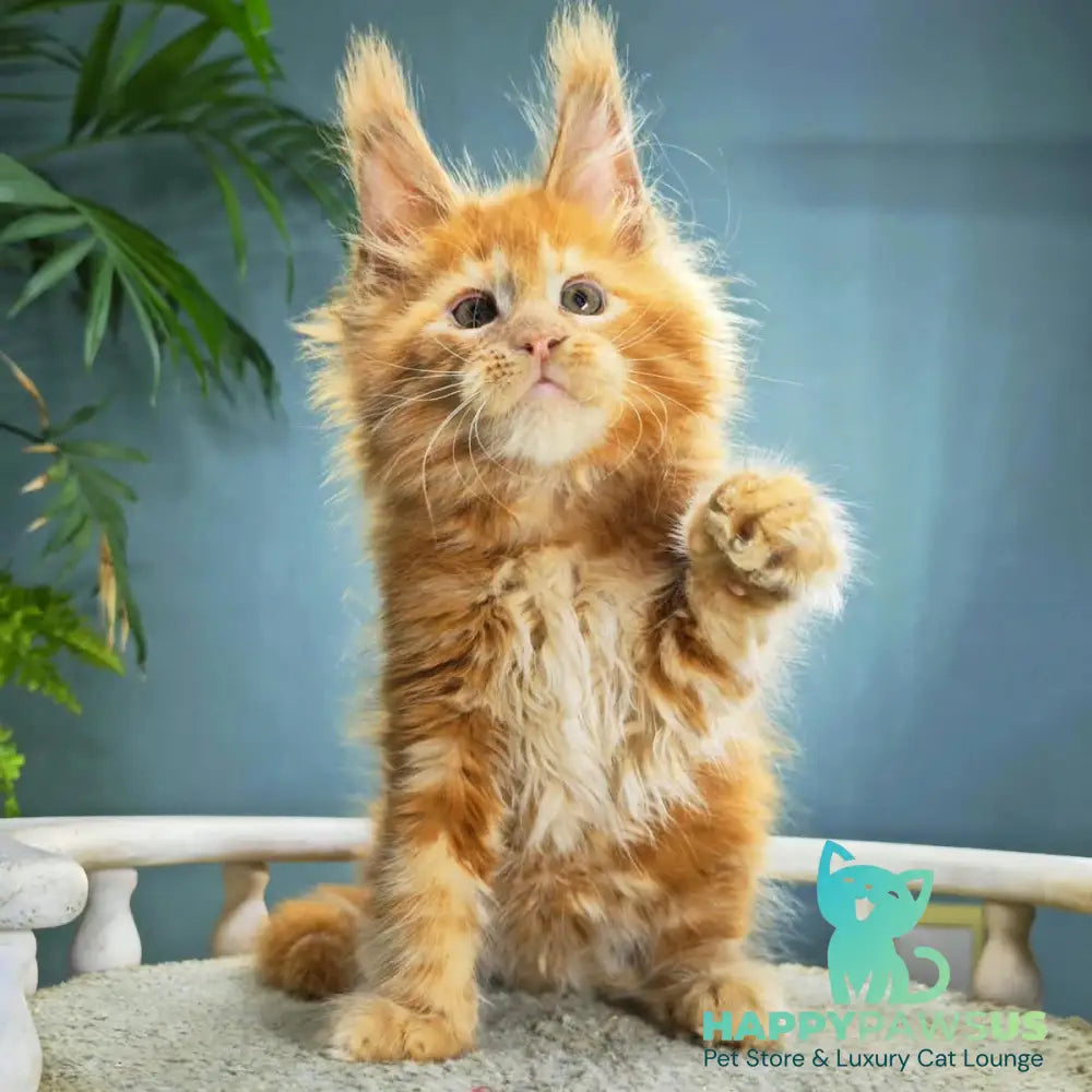 Iva Maine Coon female red - live animals