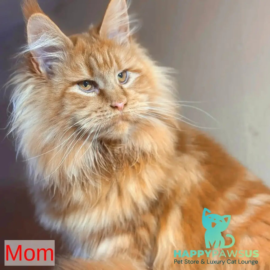 Iva Maine Coon female red - live animals