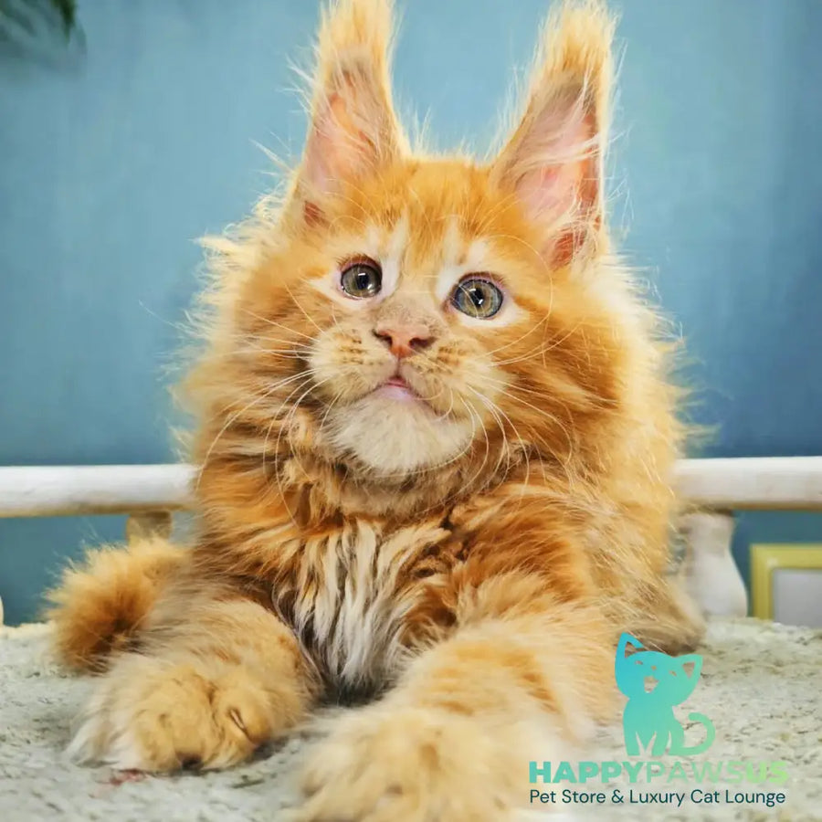 Iva Maine Coon female red - live animals