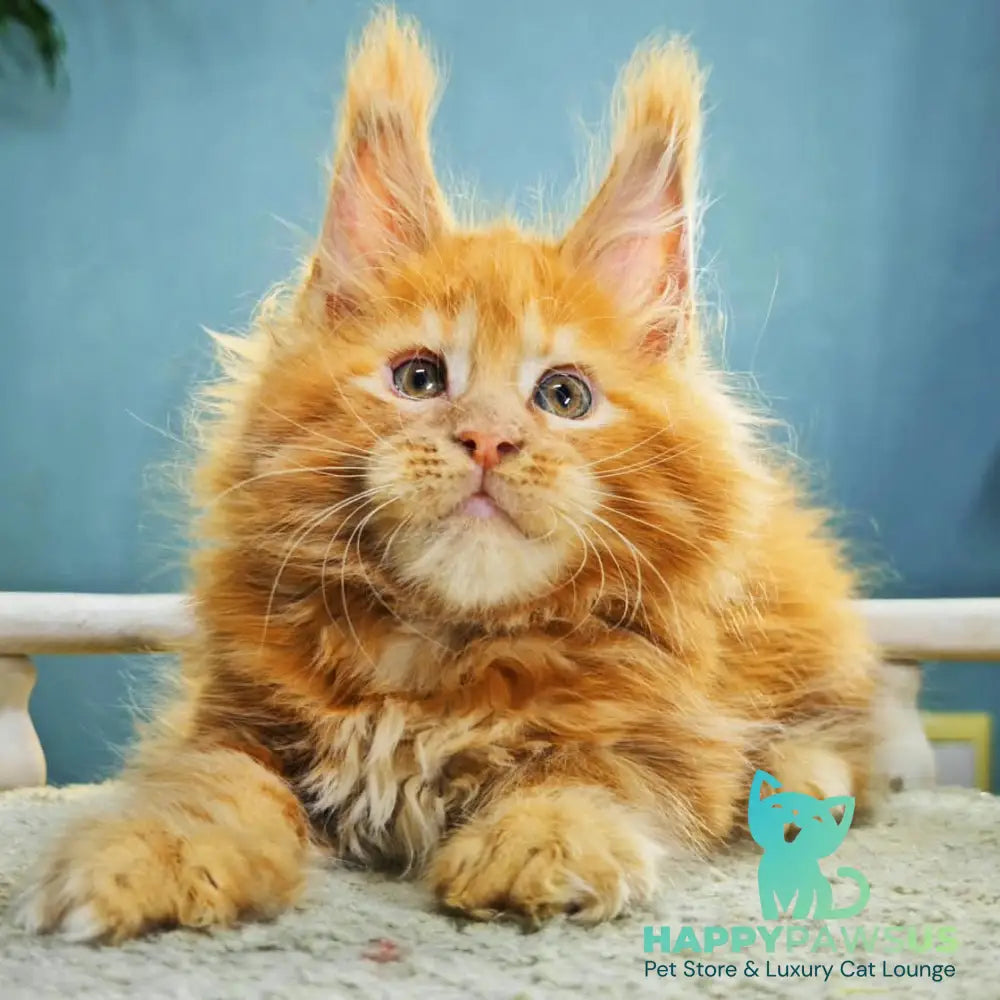 Iva Maine Coon female red - live animals