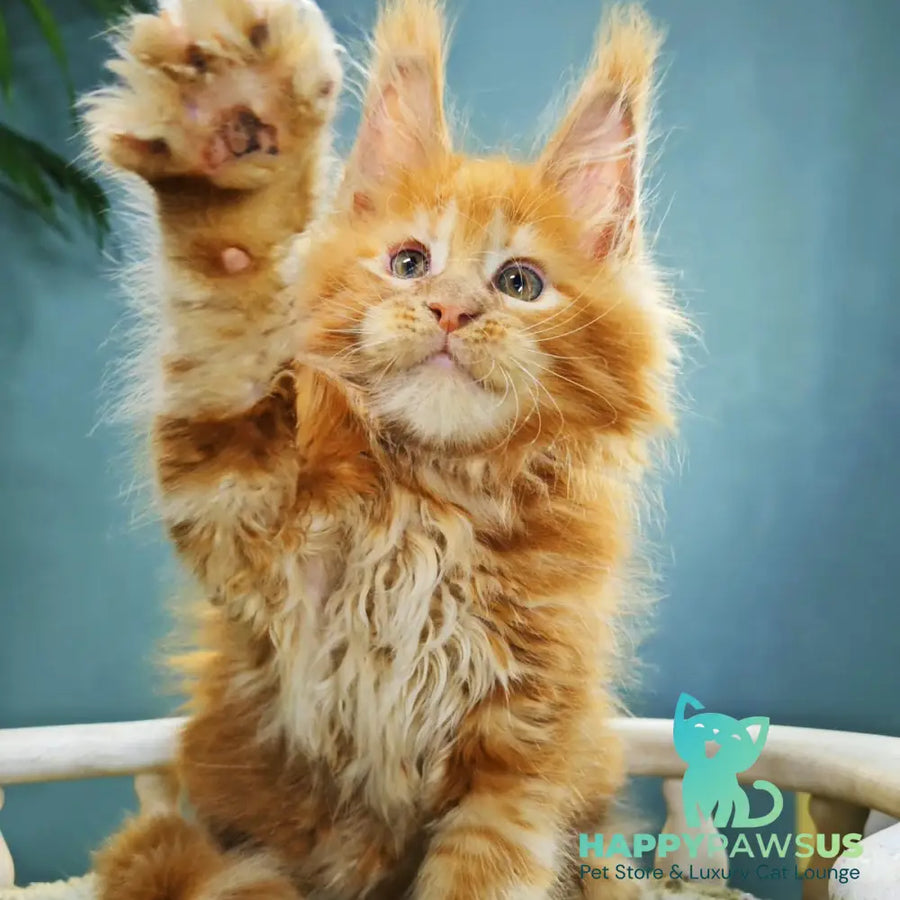 Iva Maine Coon female red - live animals