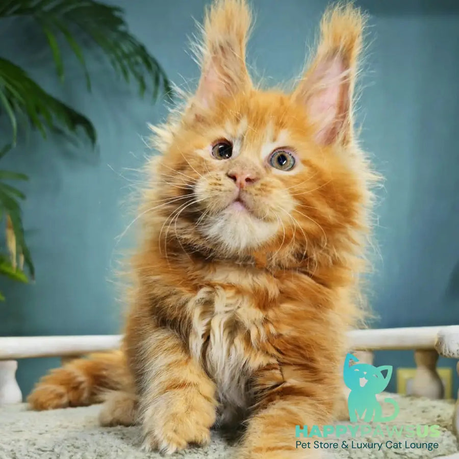 Iva Maine Coon female red - live animals