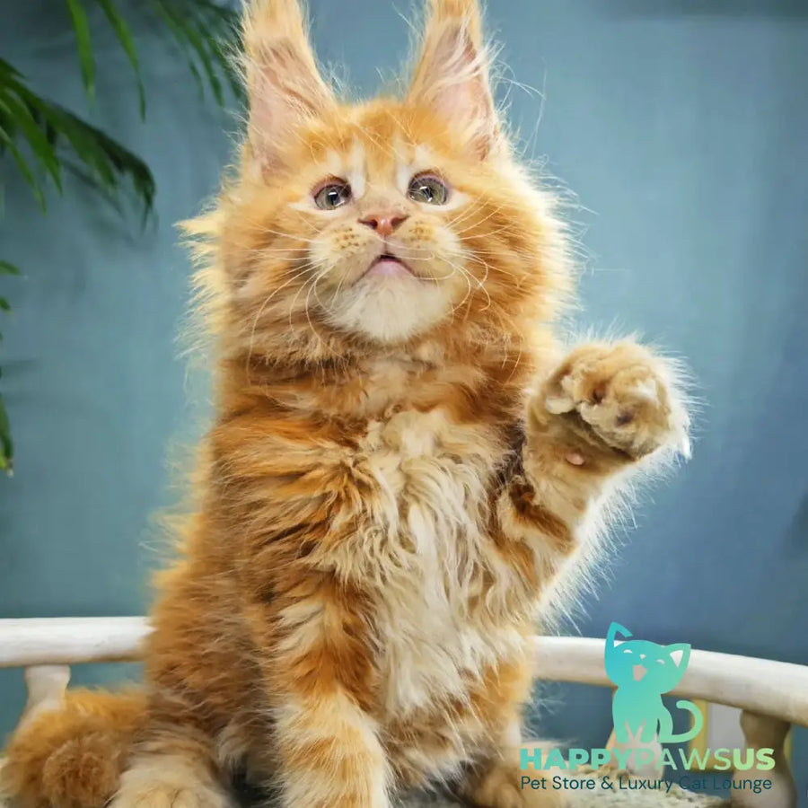 Iva Maine Coon female red - live animals