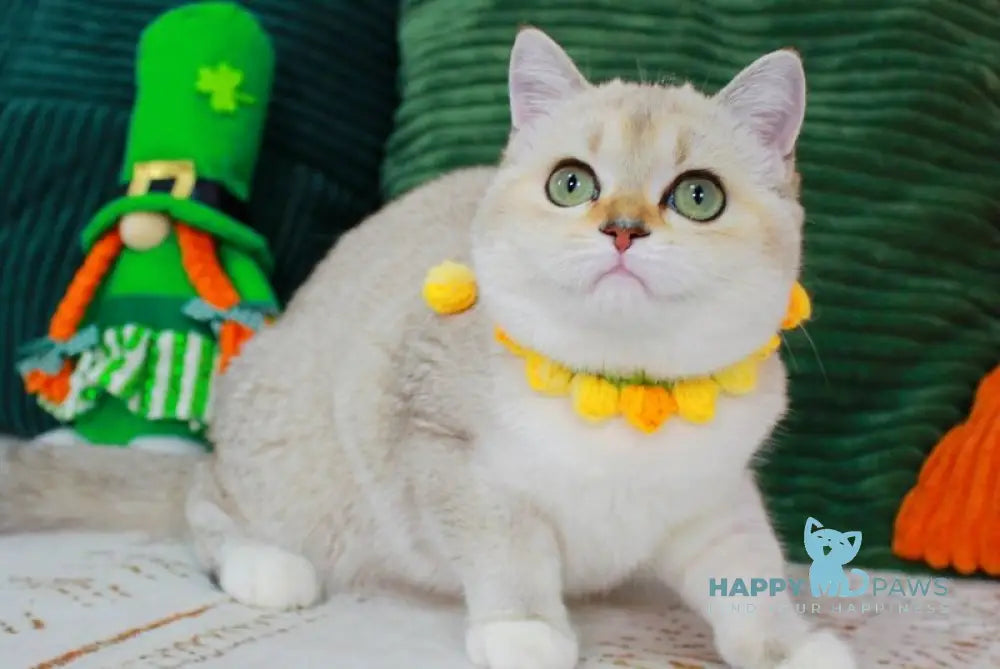 Iva Scottish Straight female chocolate golden ticked tabby pointed bicolour - live animals