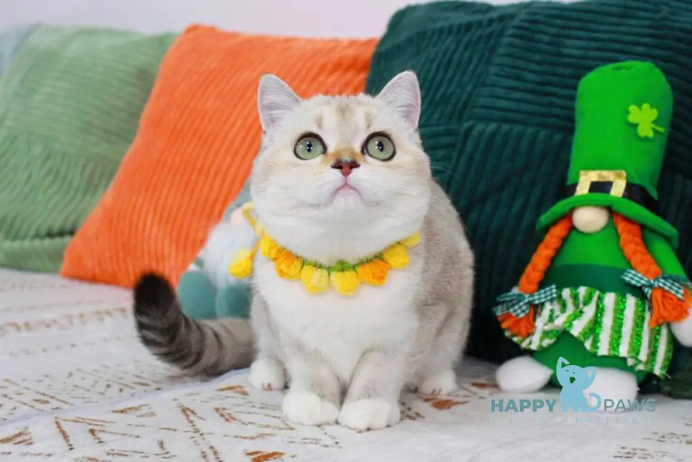 Iva Scottish Straight female chocolate golden ticked tabby pointed bicolour - live animals