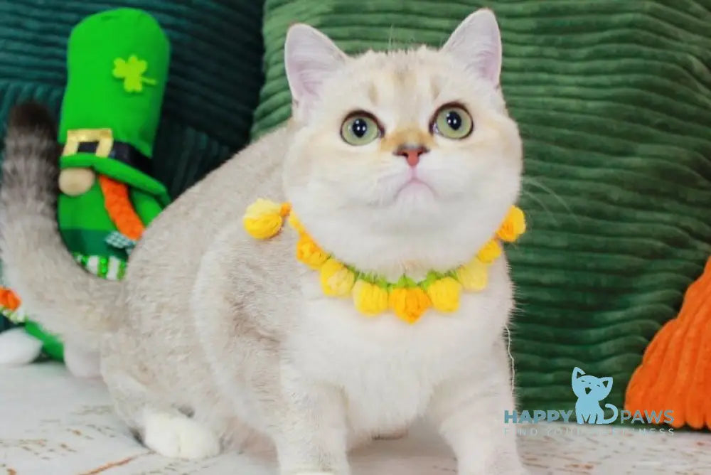Iva Scottish Straight female chocolate golden ticked tabby pointed bicolour - live animals