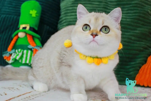 Iva Scottish Straight female chocolate golden ticked tabby pointed bicolour - live animals