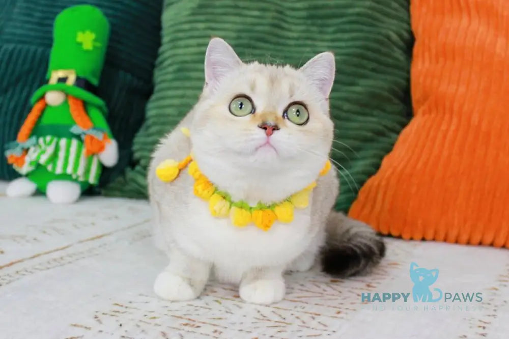 Iva Scottish Straight female chocolate golden ticked tabby pointed bicolour - live animals