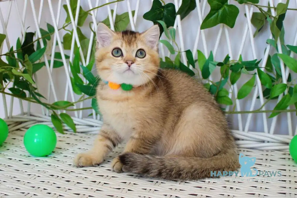 Ivan British Shorthair male black golden ticked tabby live animals