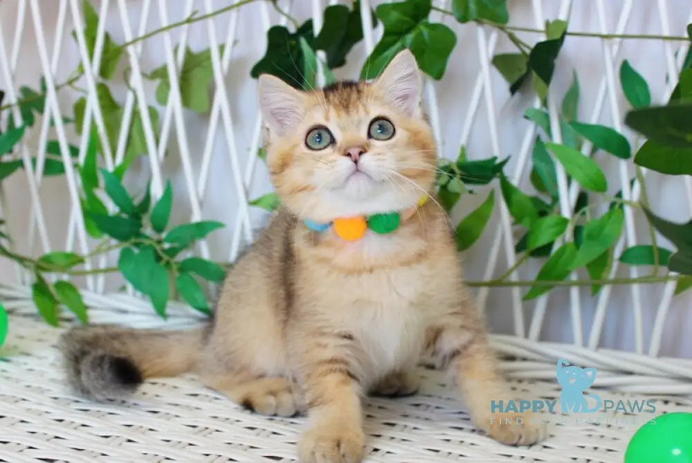 Ivan British Shorthair male black golden ticked tabby live animals