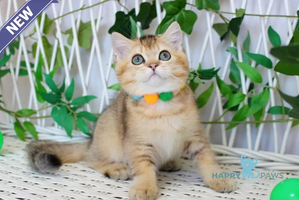 Ivan British Shorthair male black golden ticked tabby live animals