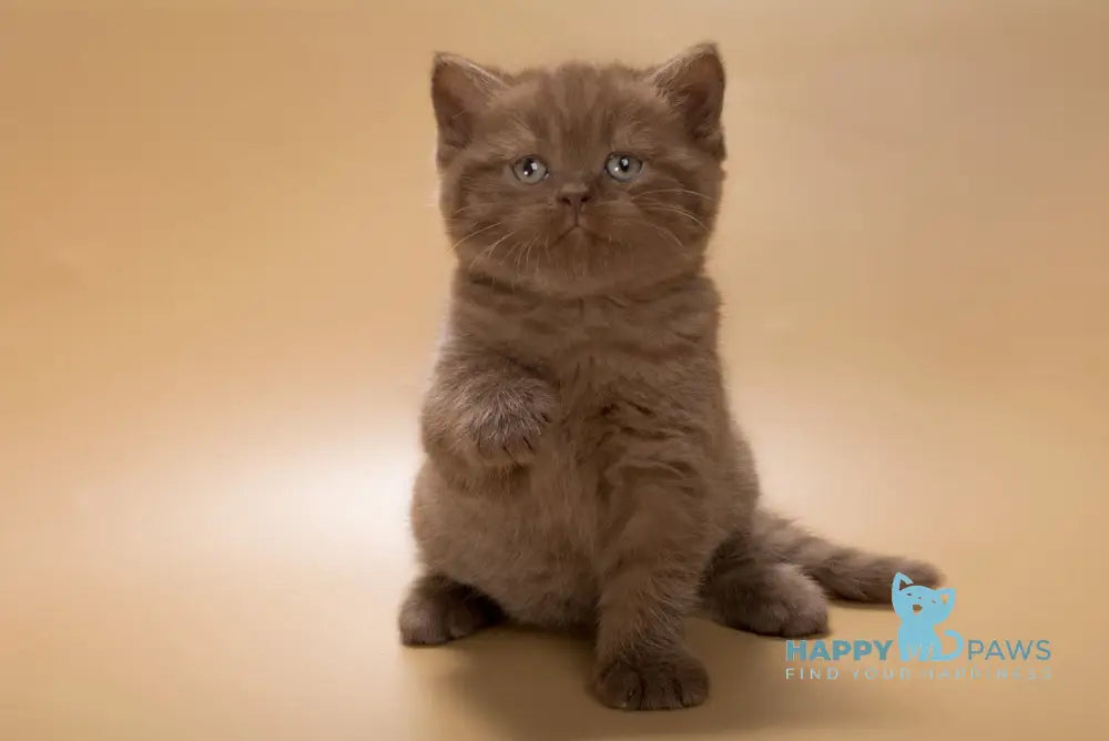 Ivan British Shorthair male chocolate live animals