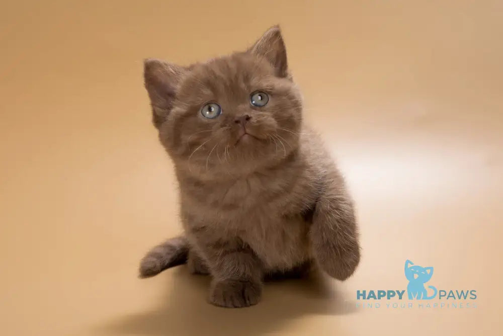 Ivan British Shorthair male chocolate live animals