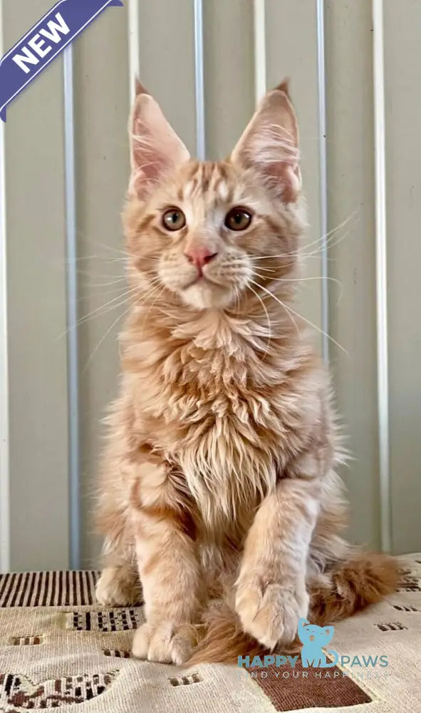 Ivan Maine Coon male red live animals