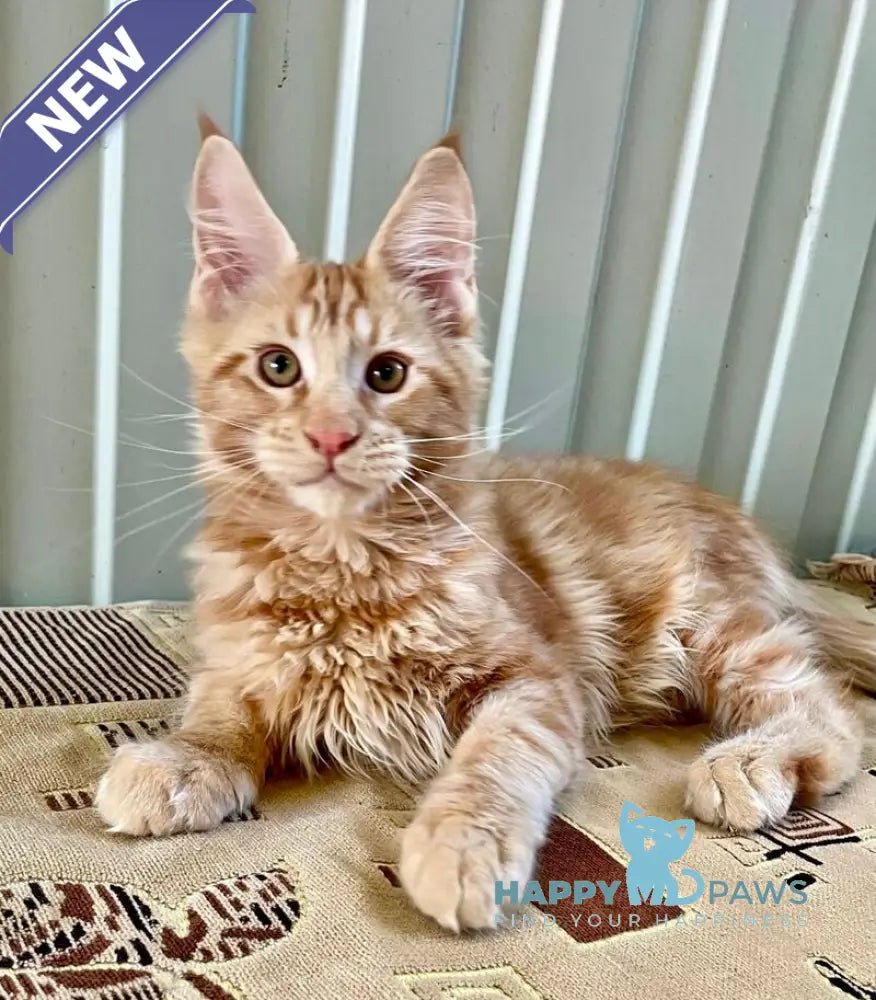 Ivan Maine Coon male red live animals