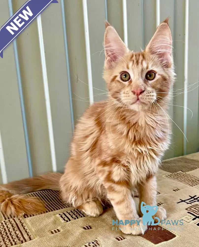 Ivan Maine Coon male red live animals