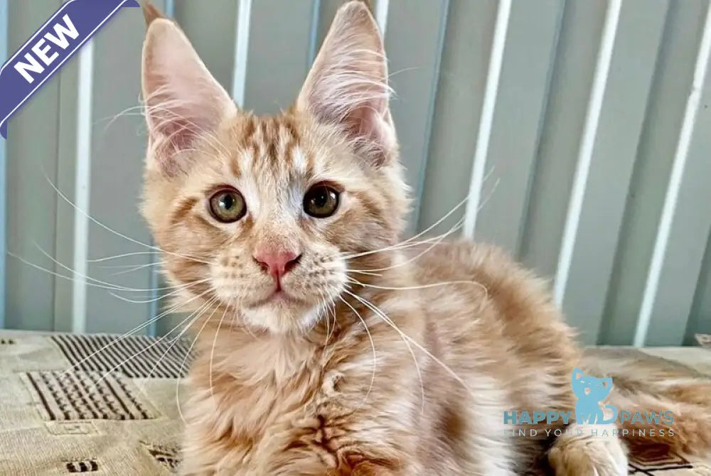 Ivan Maine Coon male red live animals