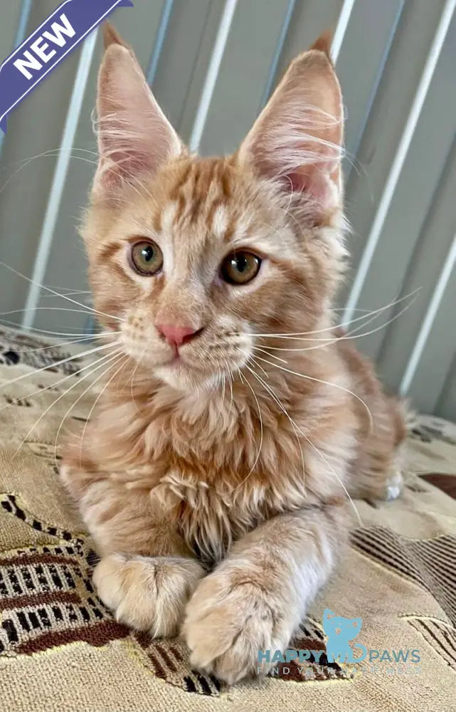 Ivan Maine Coon male red live animals