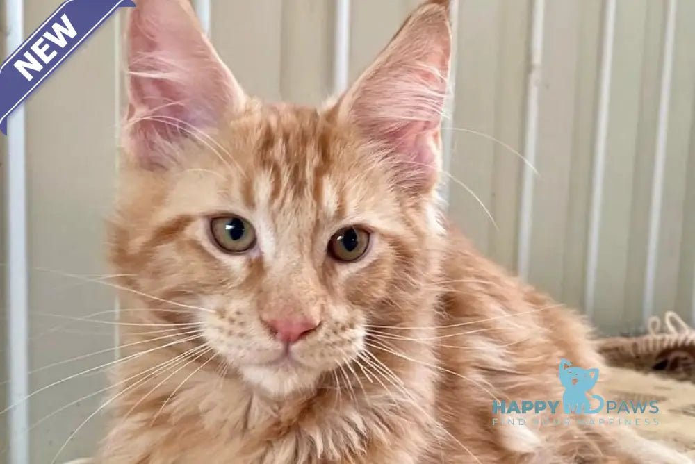 Ivan Maine Coon male red live animals