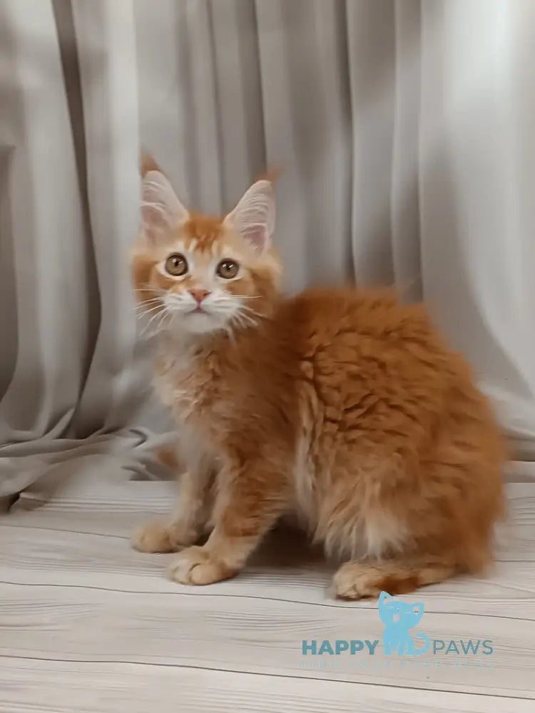 Ivan Maine Coon male red ticked tabby live animals