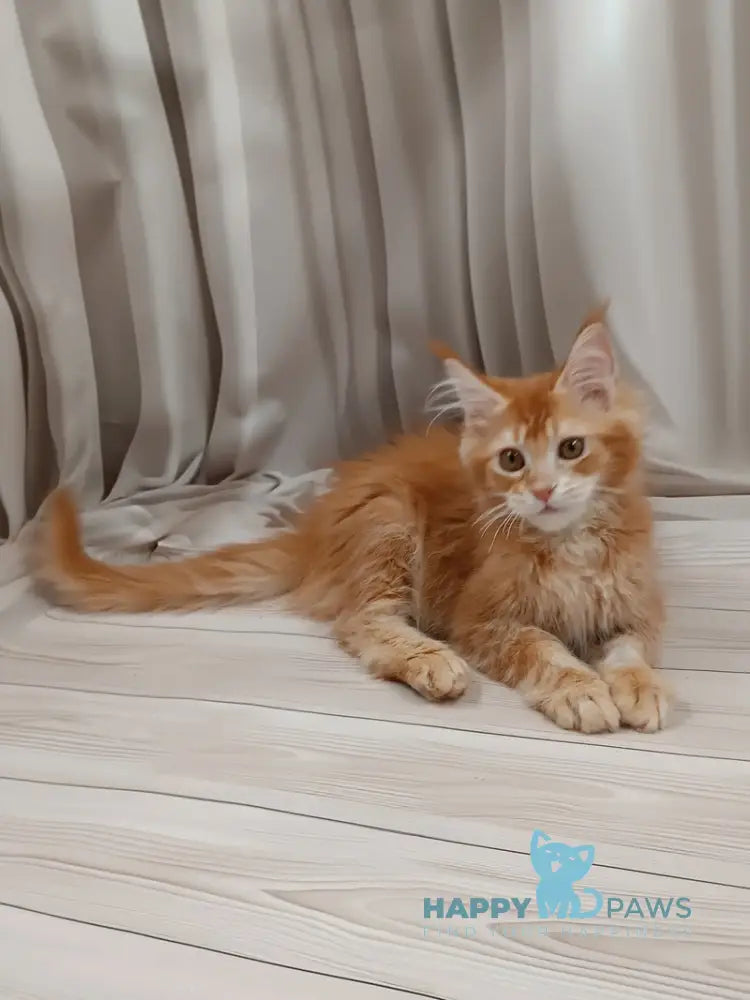 Ivan Maine Coon male red ticked tabby live animals