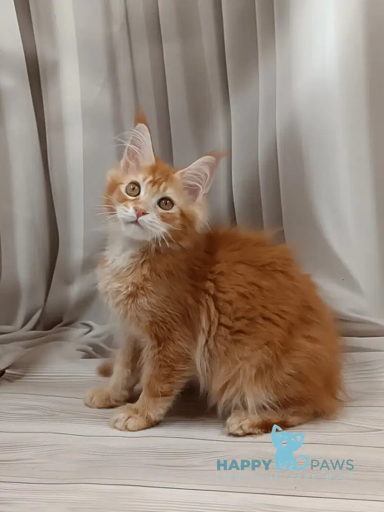 Ivan Maine Coon male red ticked tabby live animals