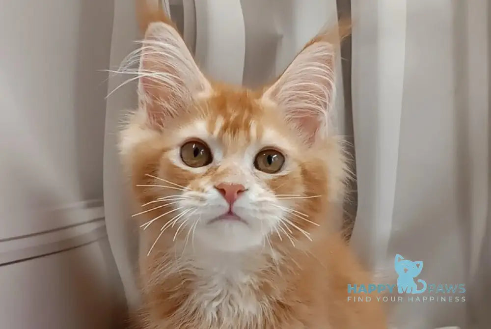 Ivan Maine Coon male red ticked tabby live animals