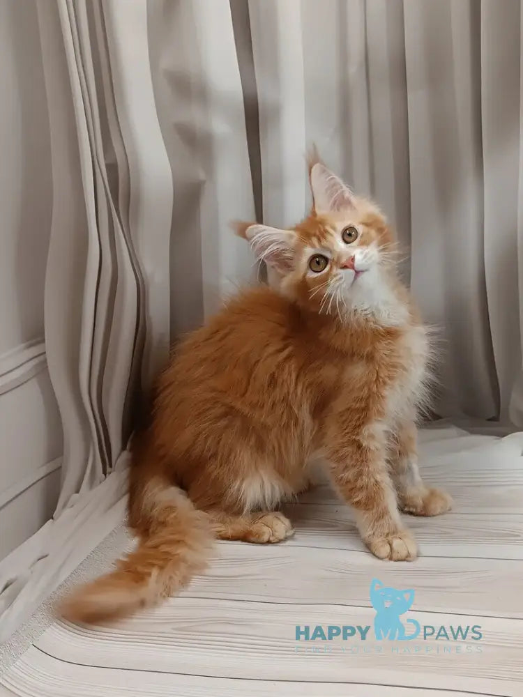 Ivan Maine Coon male red ticked tabby live animals