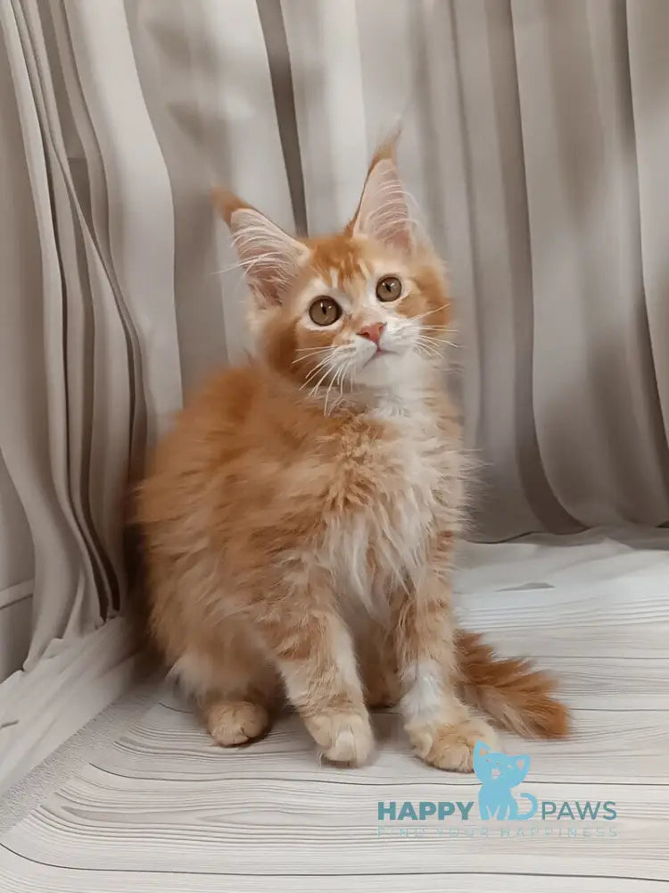 Ivan Maine Coon male red ticked tabby live animals