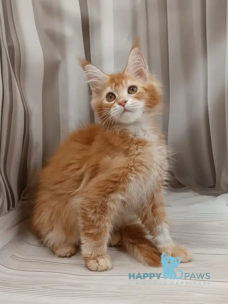 Ivan Maine Coon male red ticked tabby live animals