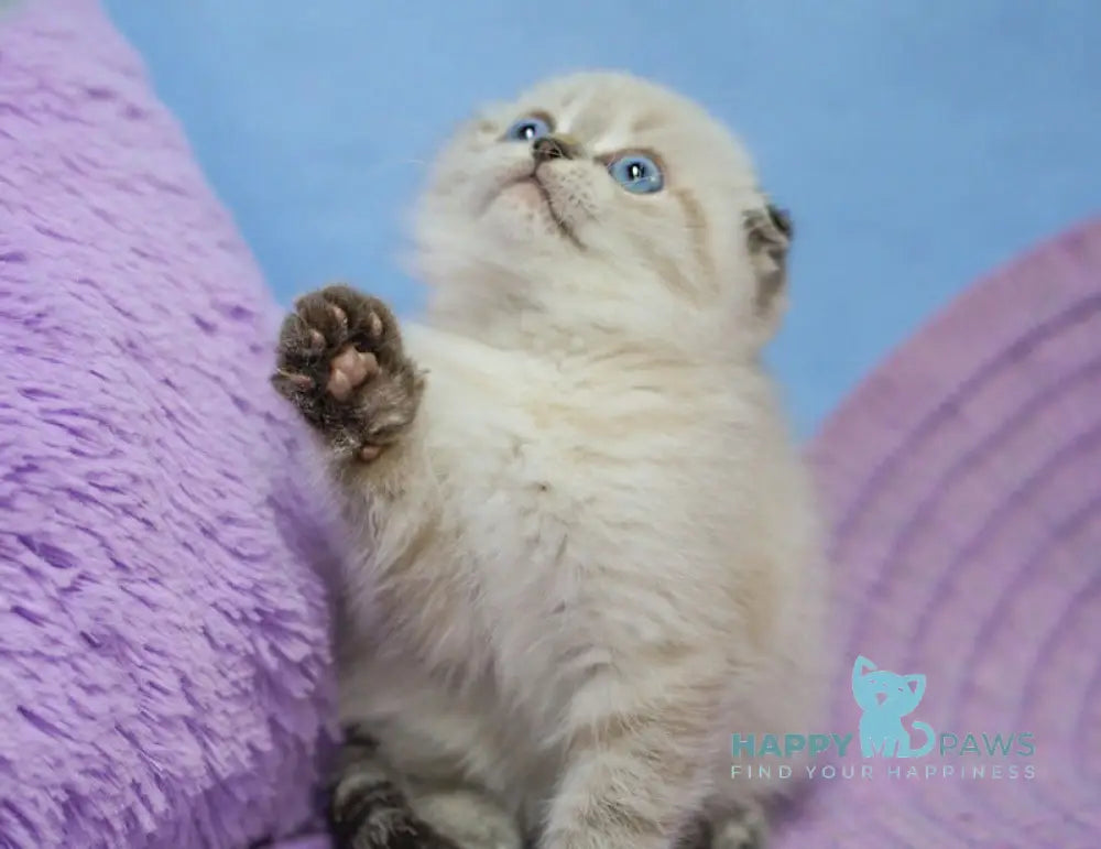 Ivan Scottish Fold male black tabby pointed live animals