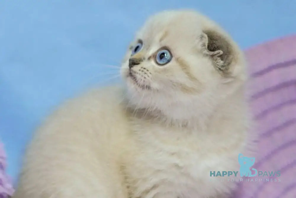 Ivan Scottish Fold male black tabby pointed live animals