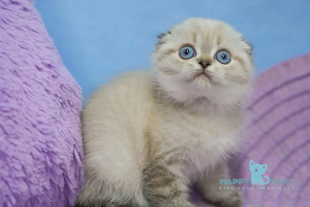 Ivan Scottish Fold male black tabby pointed live animals