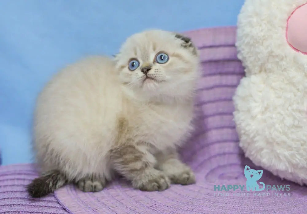 Ivan Scottish Fold male black tabby pointed live animals