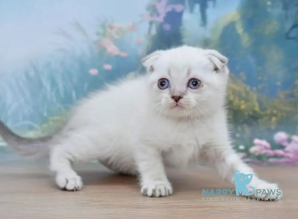 Ivan Scottish Fold male blue tabby pointed live animals