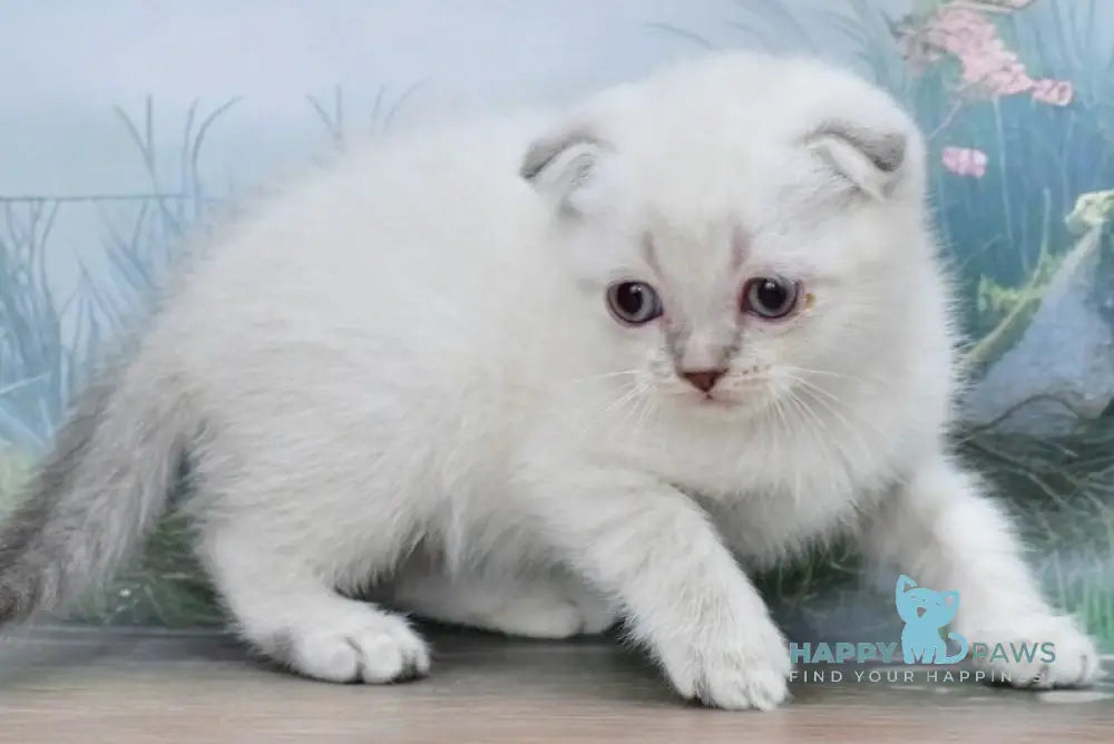 Ivan Scottish Fold male blue tabby pointed live animals