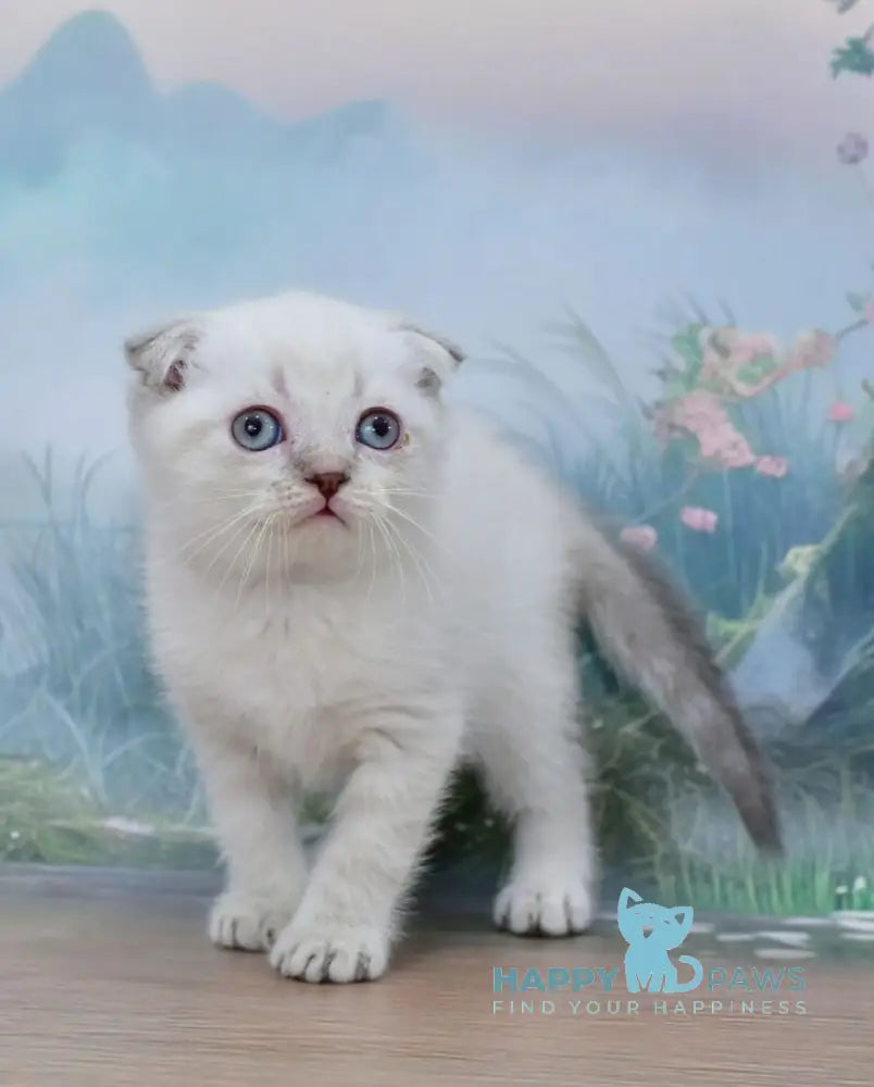 Ivan Scottish Fold male blue tabby pointed live animals